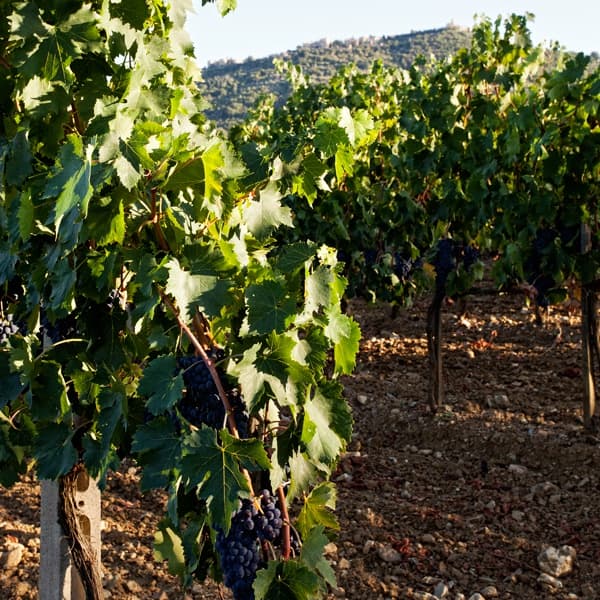 Baricci gallery image 3