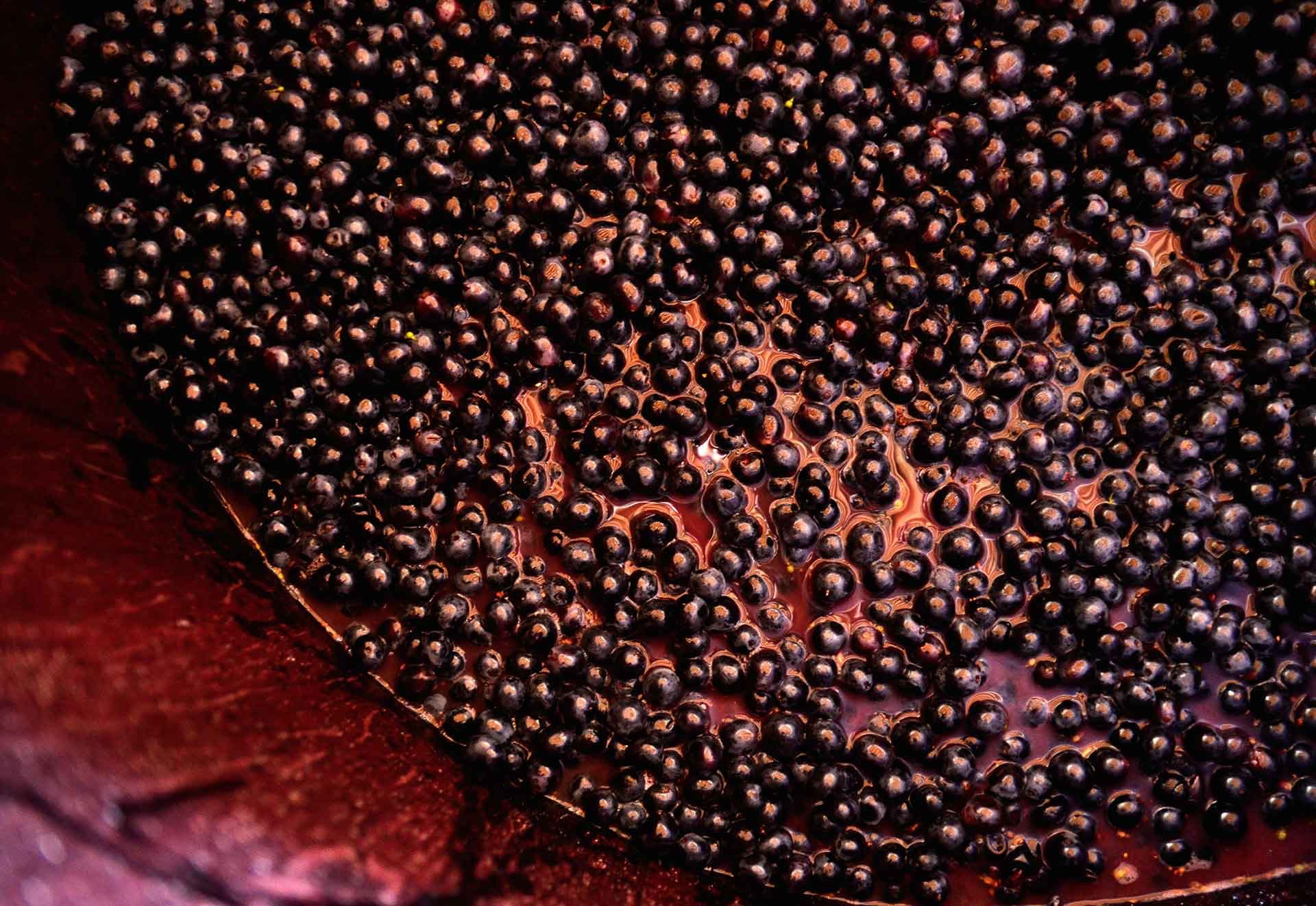 Chiara Condello gallery image 1