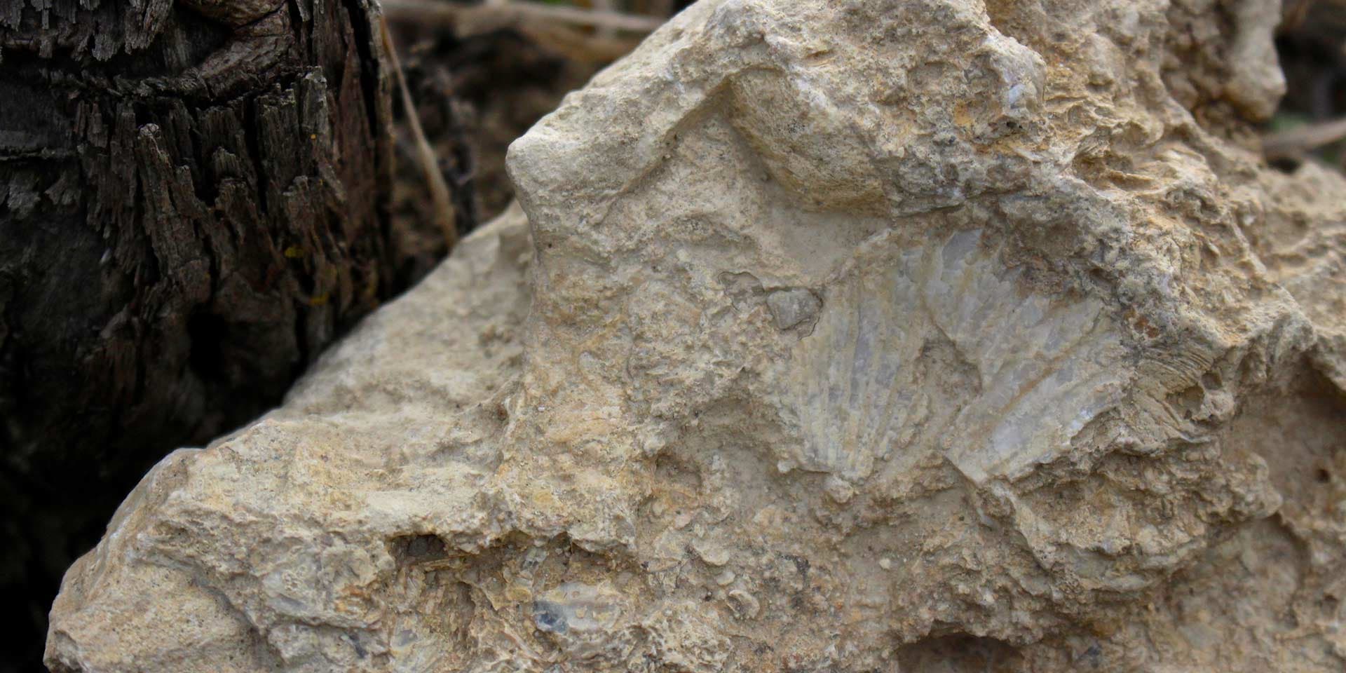 Chiara Condello gallery image 2