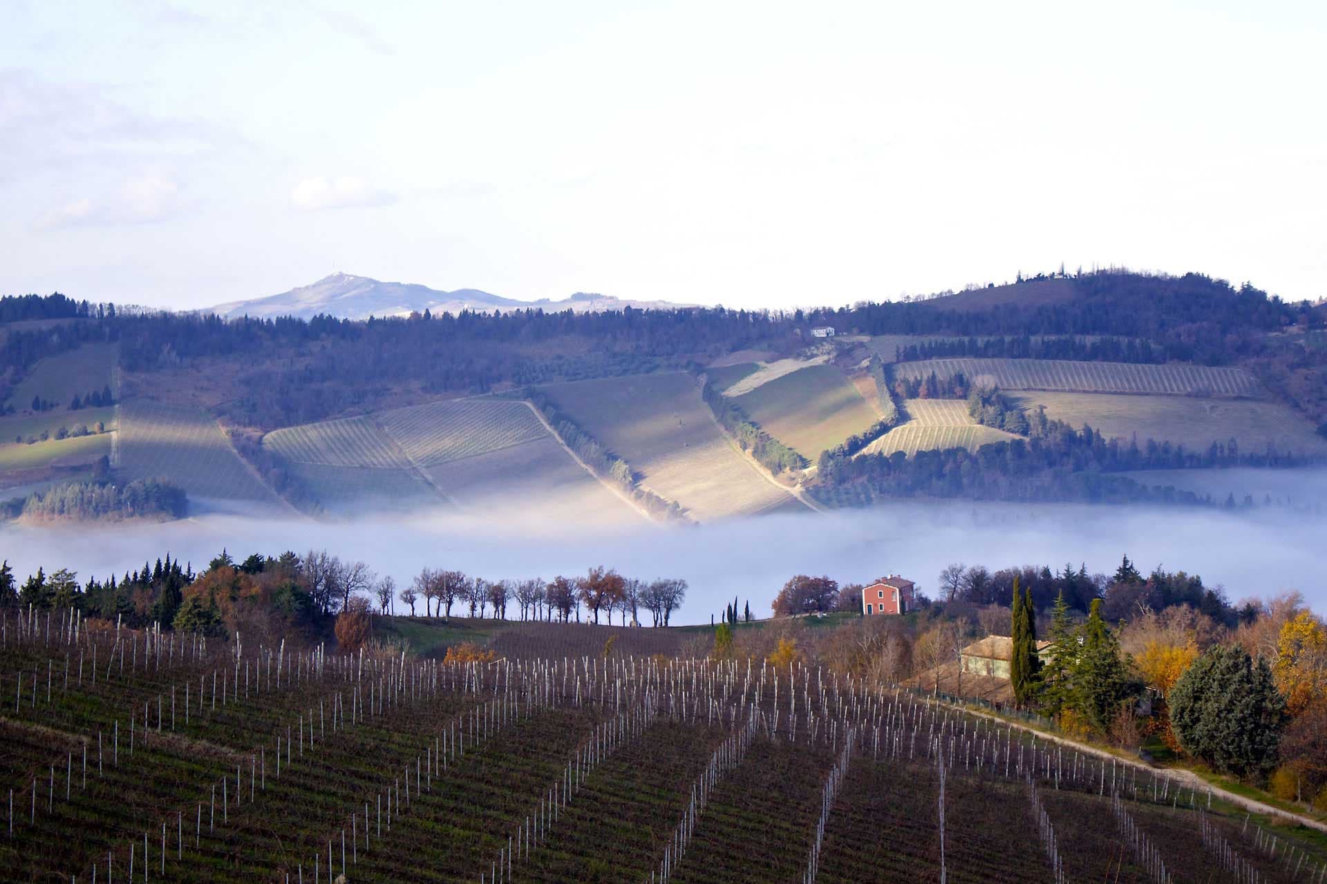 Chiara Condello header