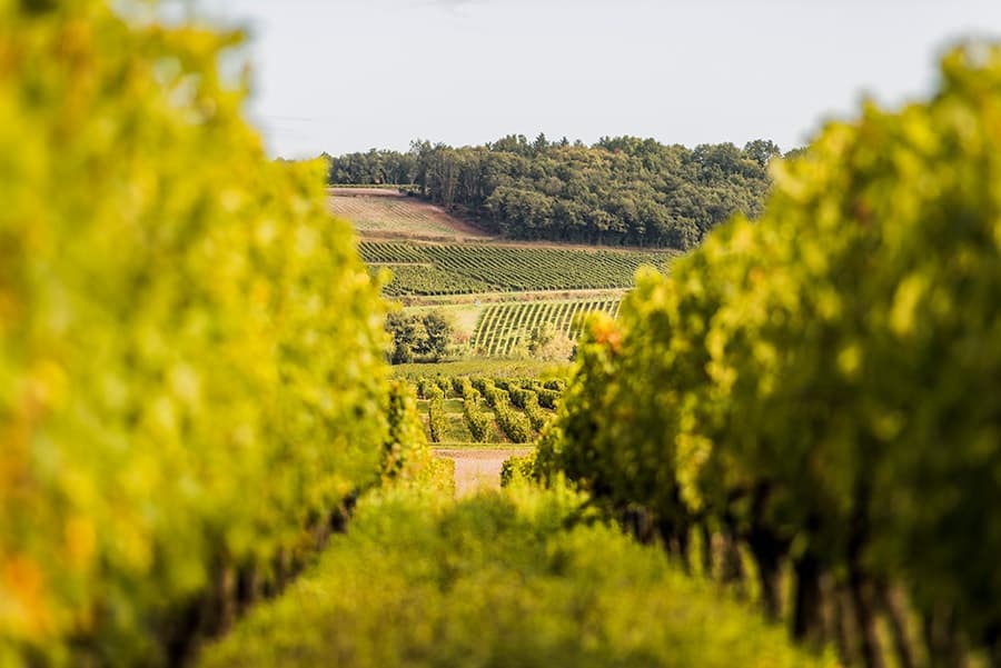 Domaine de L'R header