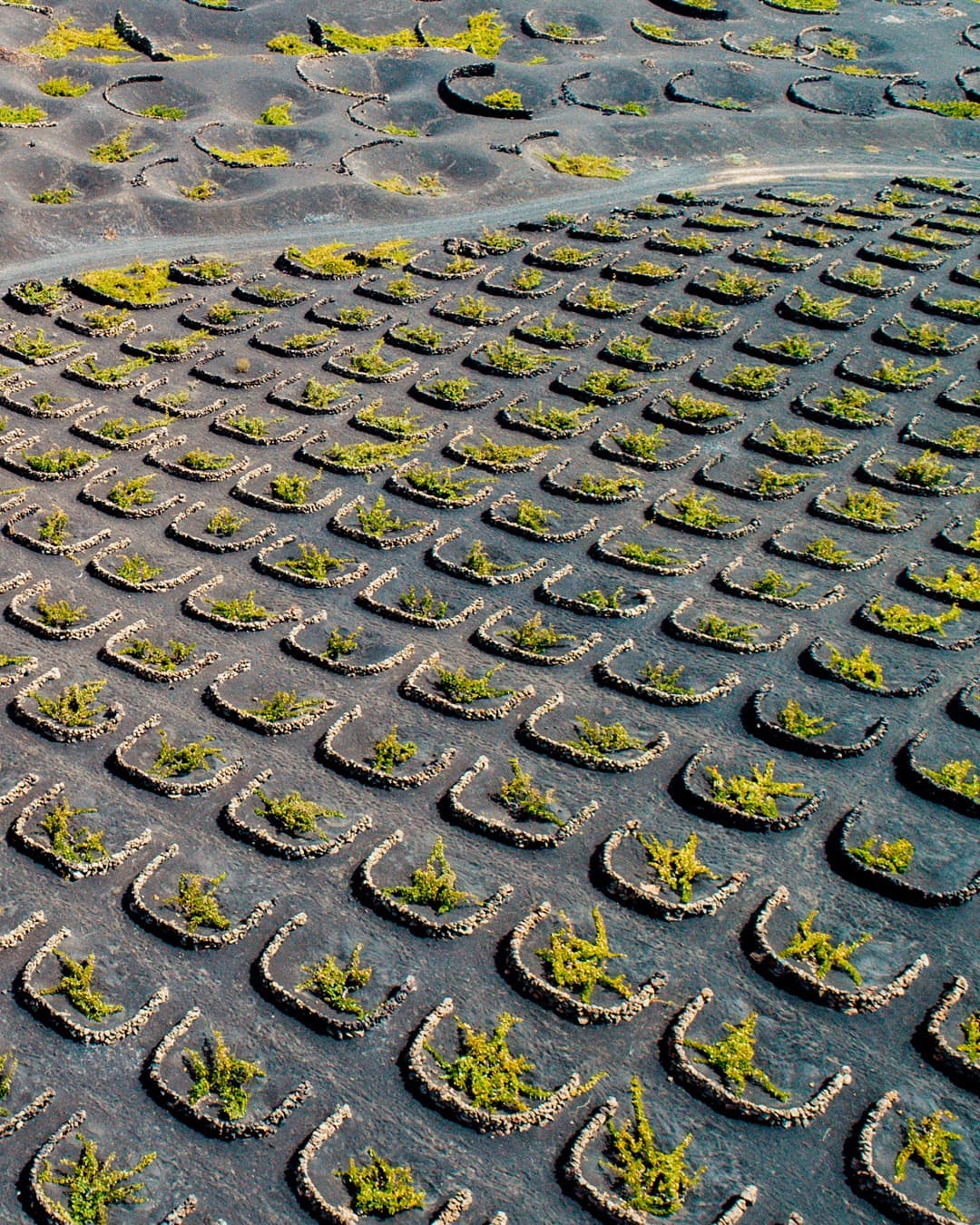 Bodega Los Bermejos gallery image 5