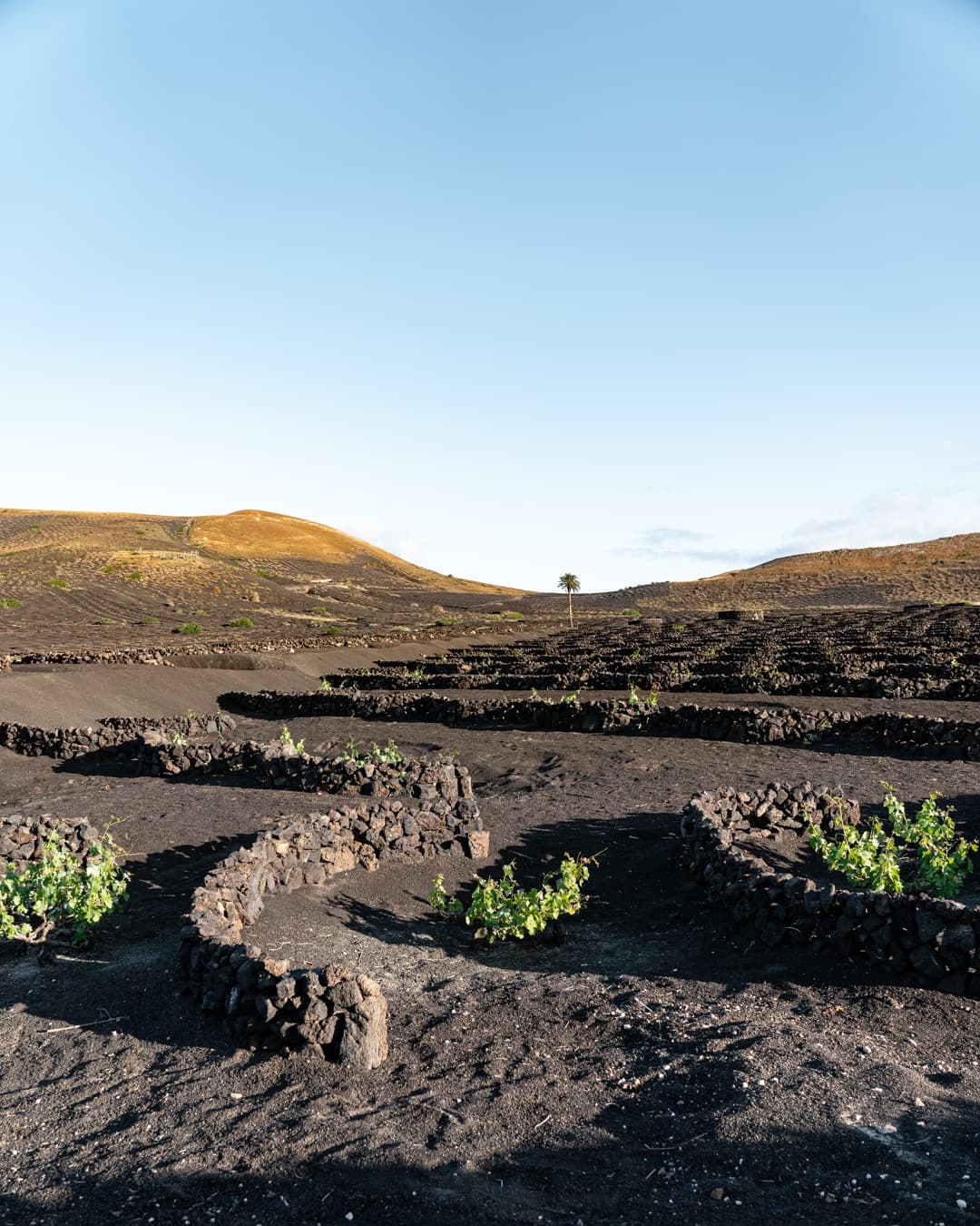 Bodega Los Bermejos gallery image 2