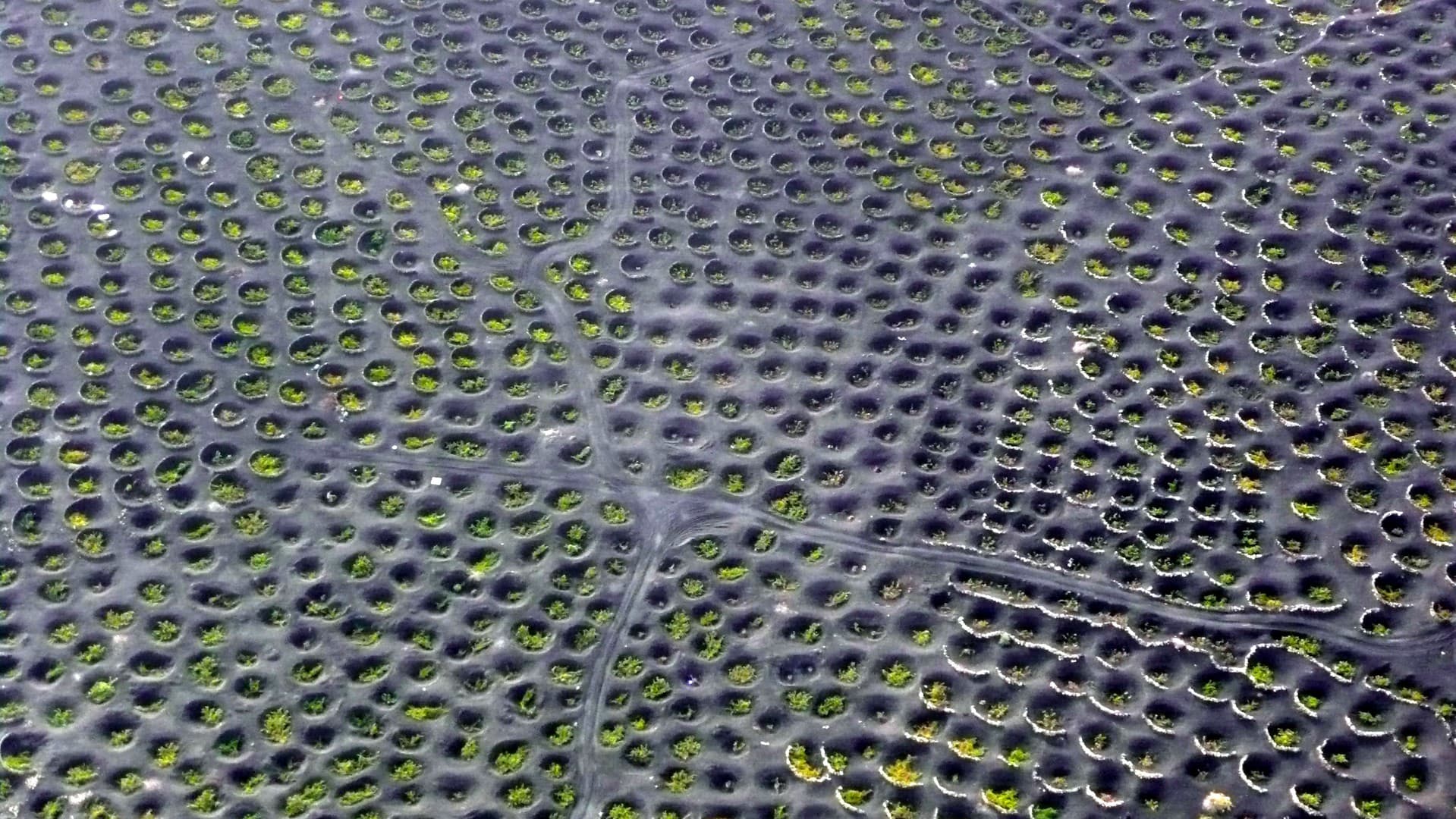 Bodega Los Bermejos gallery image 18