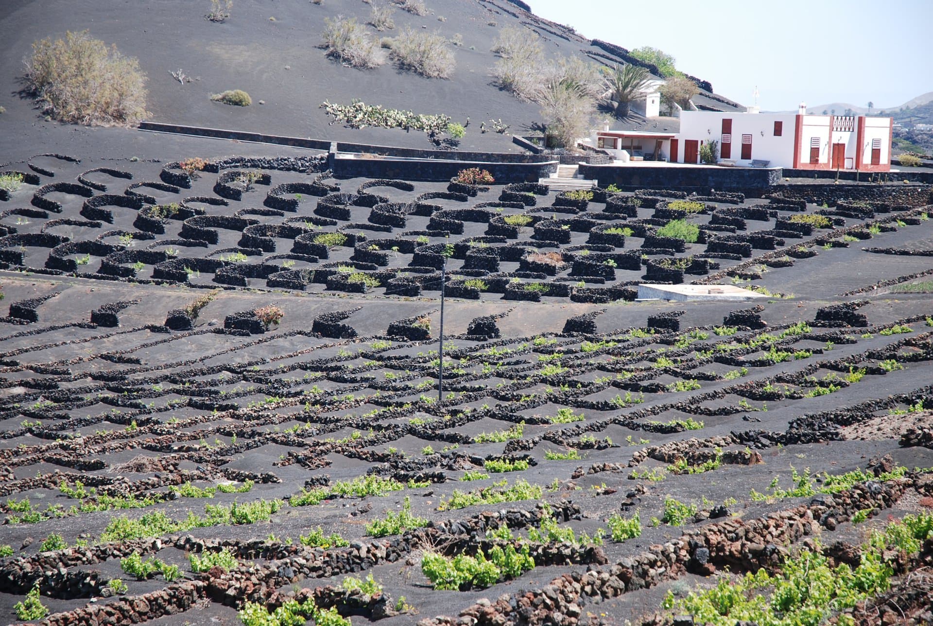 Bodega Los Bermejos gallery image 43