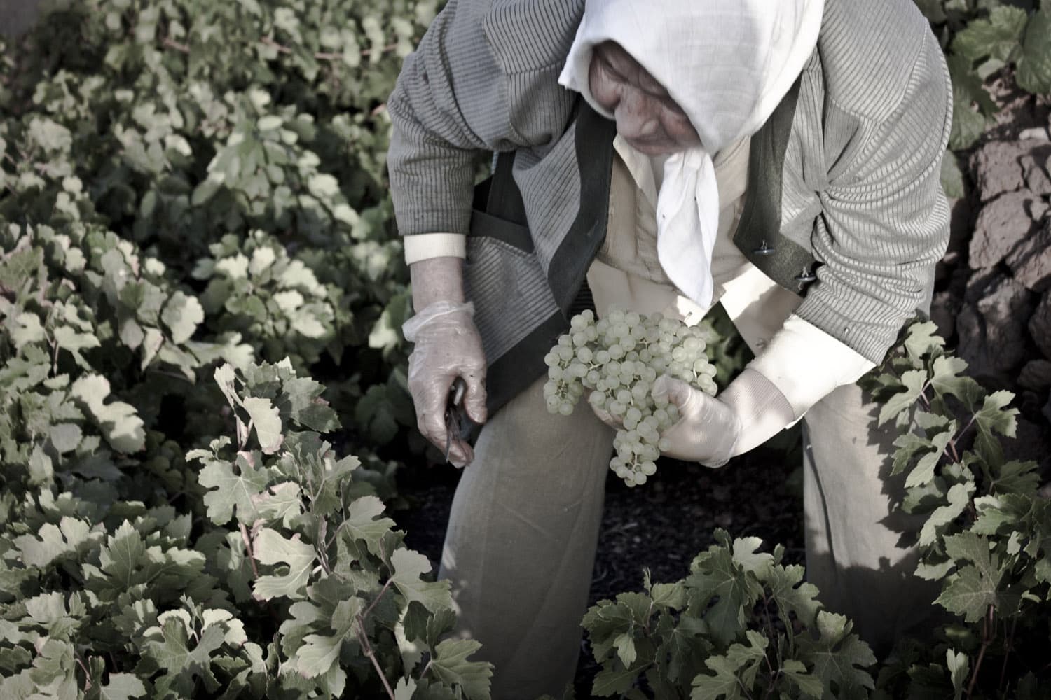 Bodega Los Bermejos gallery image 42