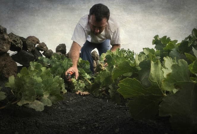 Bodega Los Bermejos gallery image 39