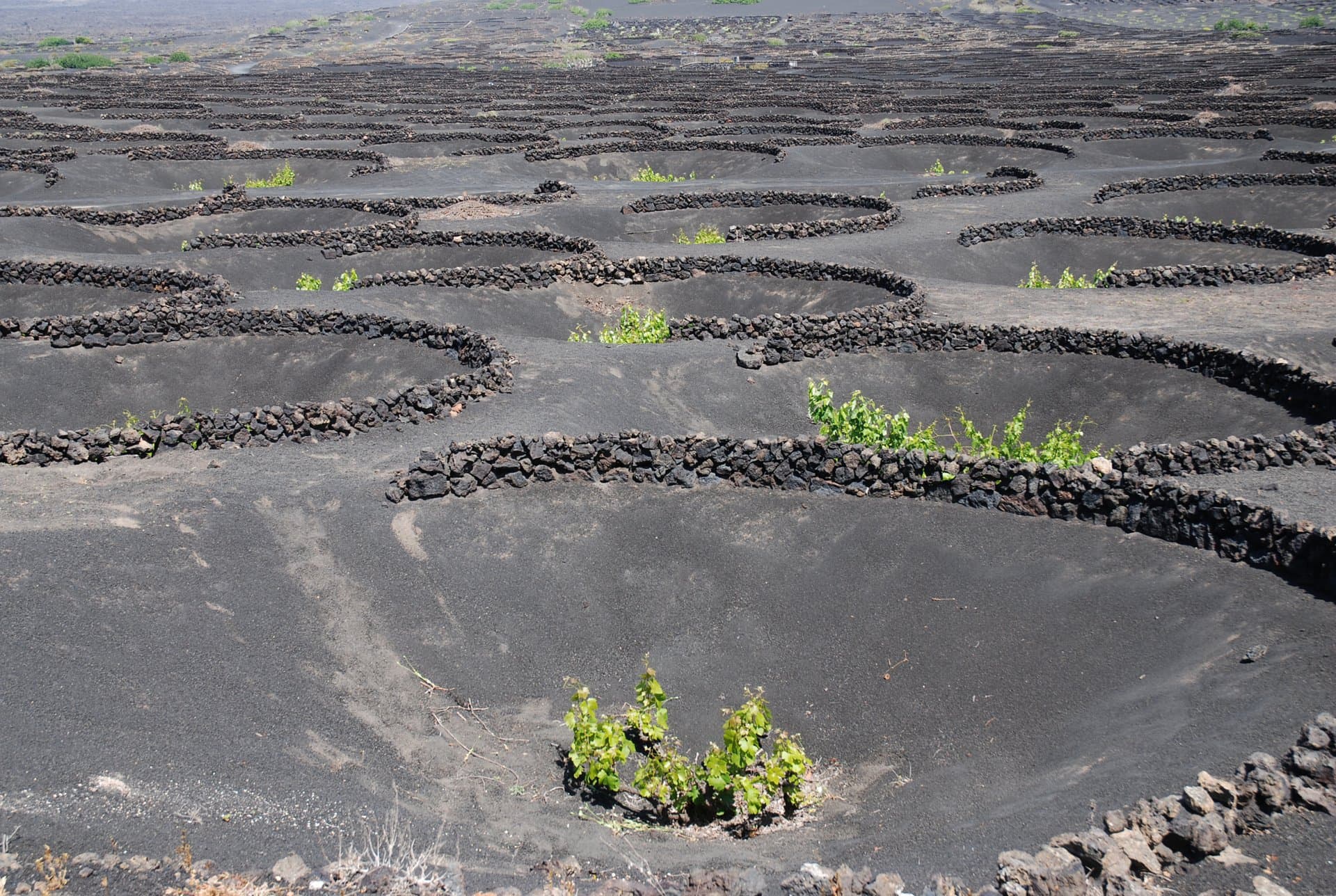 Bodega Los Bermejos gallery image 37