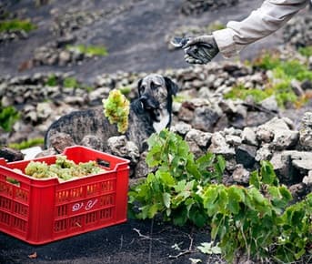 Bodega Los Bermejos gallery image 29