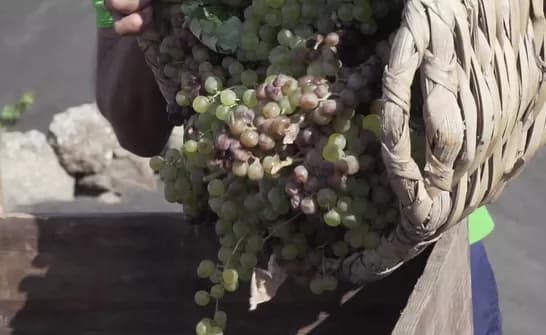 Bodega Los Bermejos gallery image 11