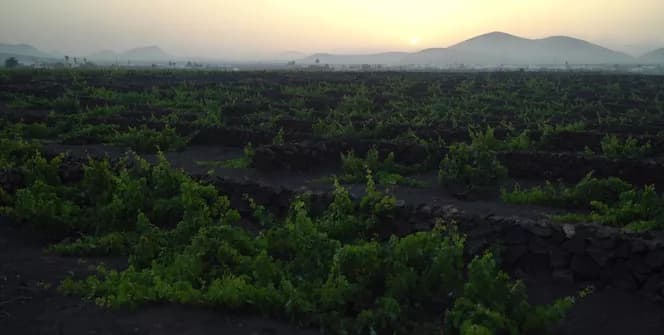 Bodega Los Bermejos gallery image 17