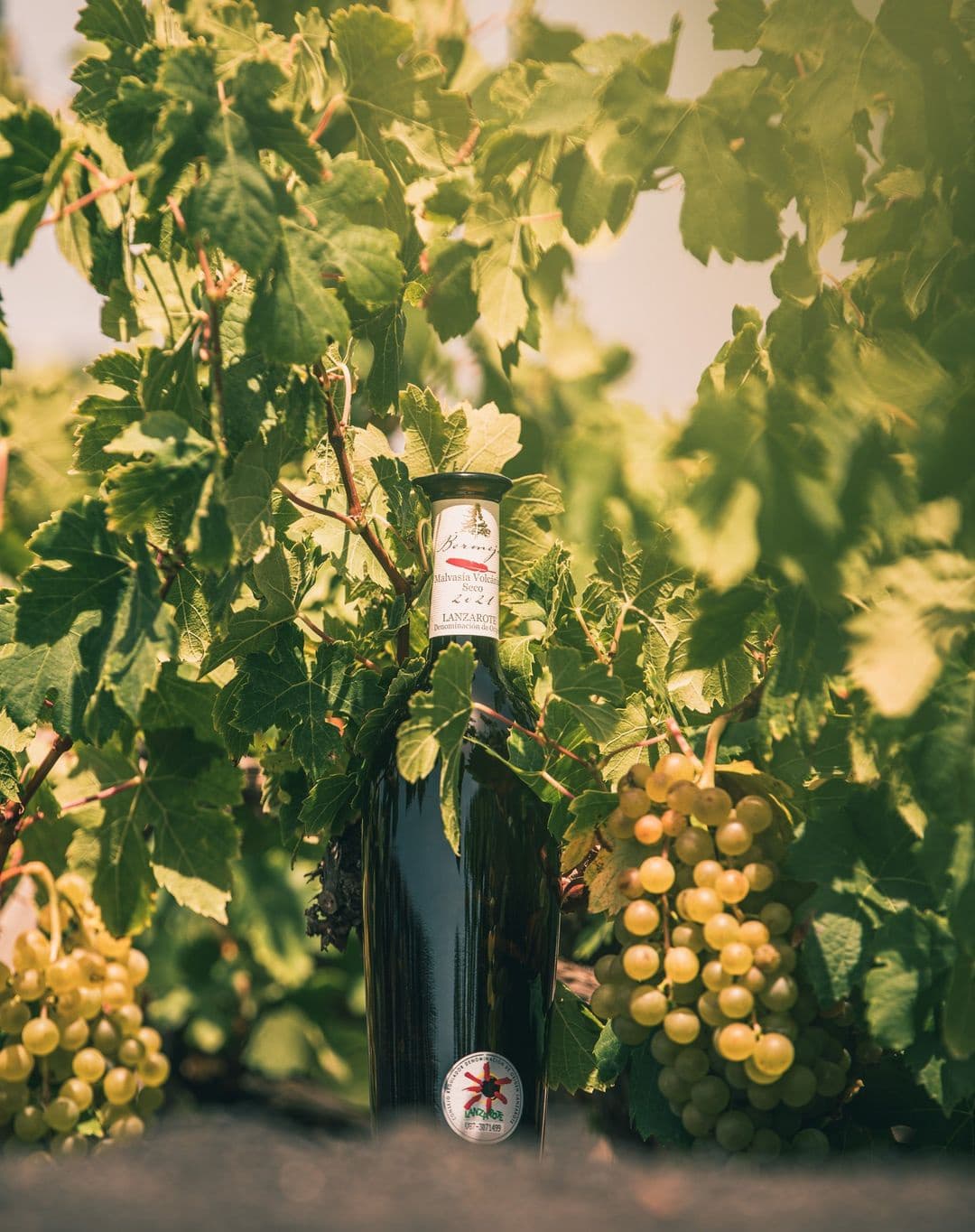 Bodega Los Bermejos gallery image 41