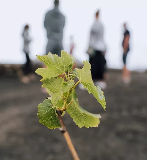 Bodega Los Bermejos gallery image 12