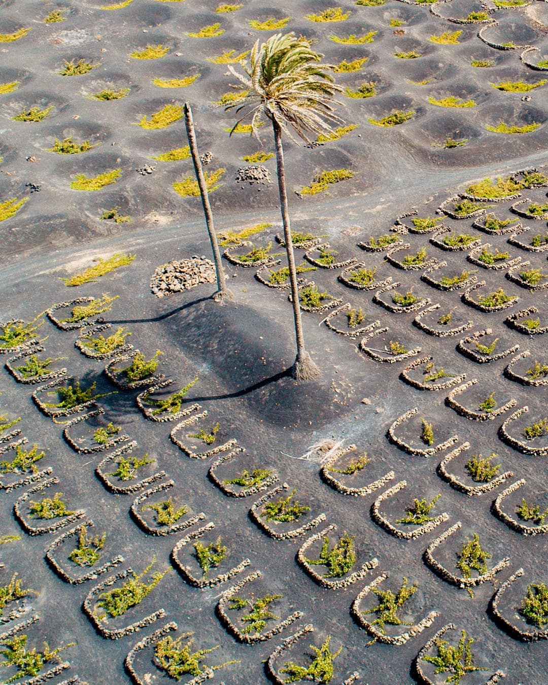 Bodega Los Bermejos gallery image 13