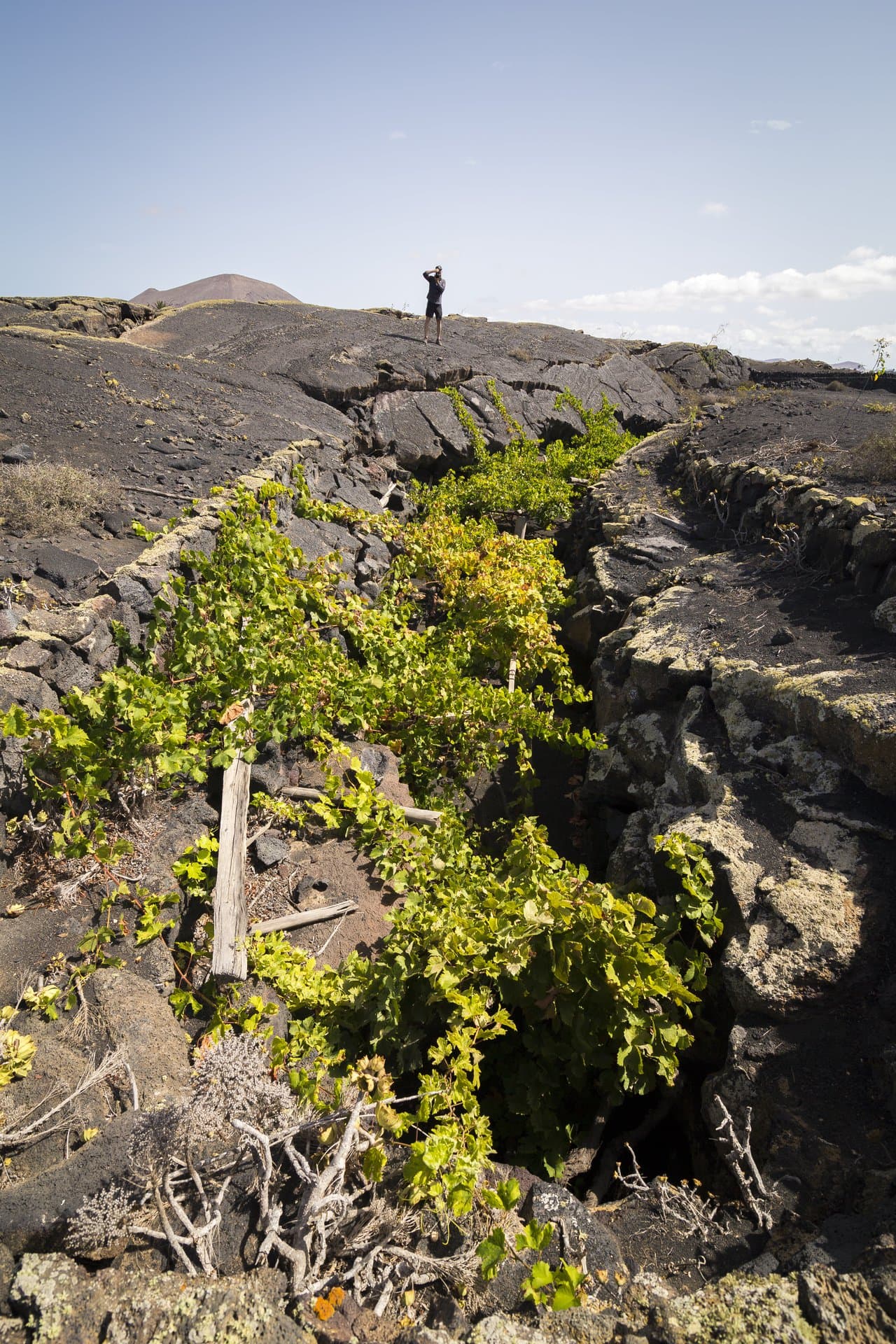 Bodega Los Bermejos gallery image 30