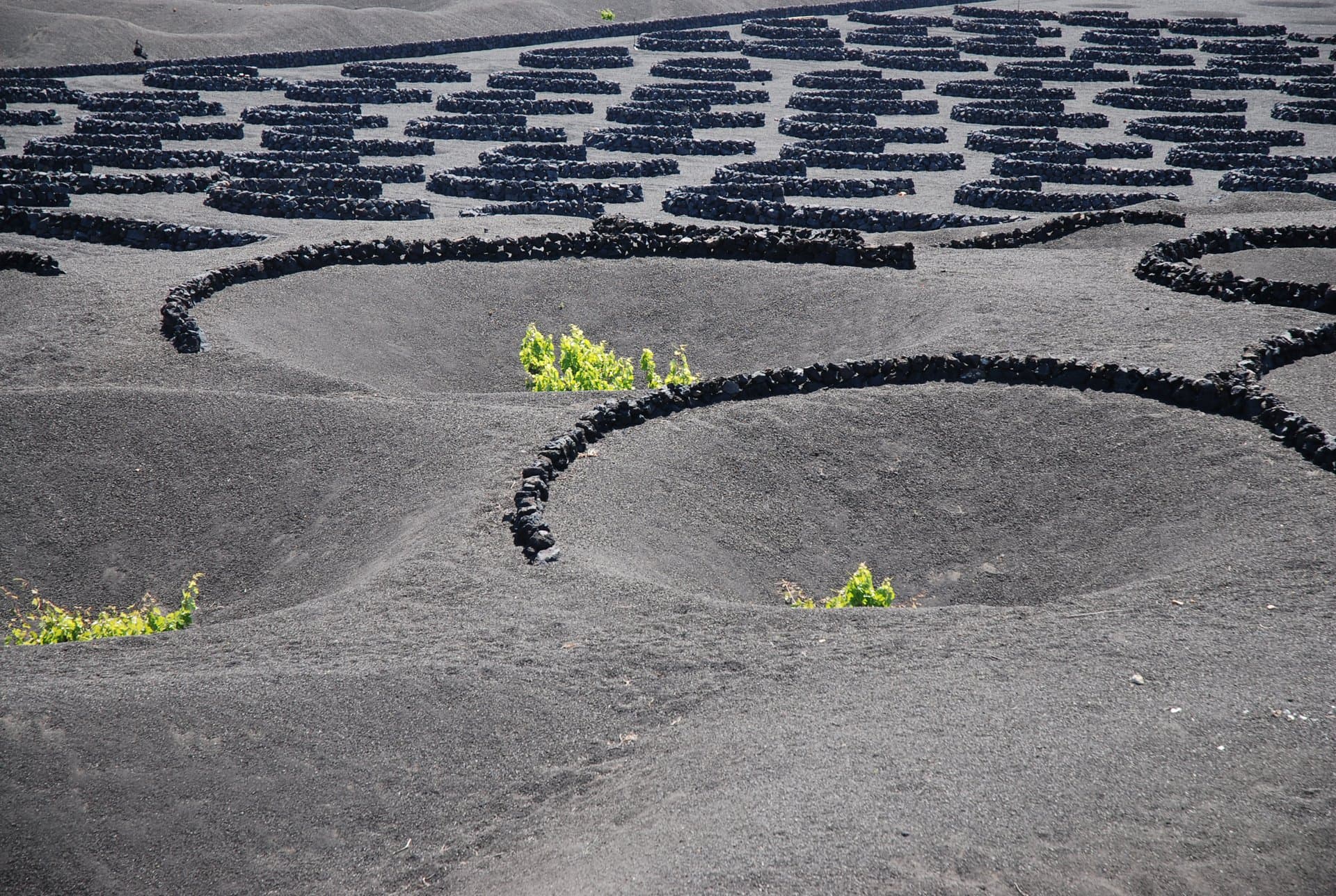 Bodega Los Bermejos gallery image 31