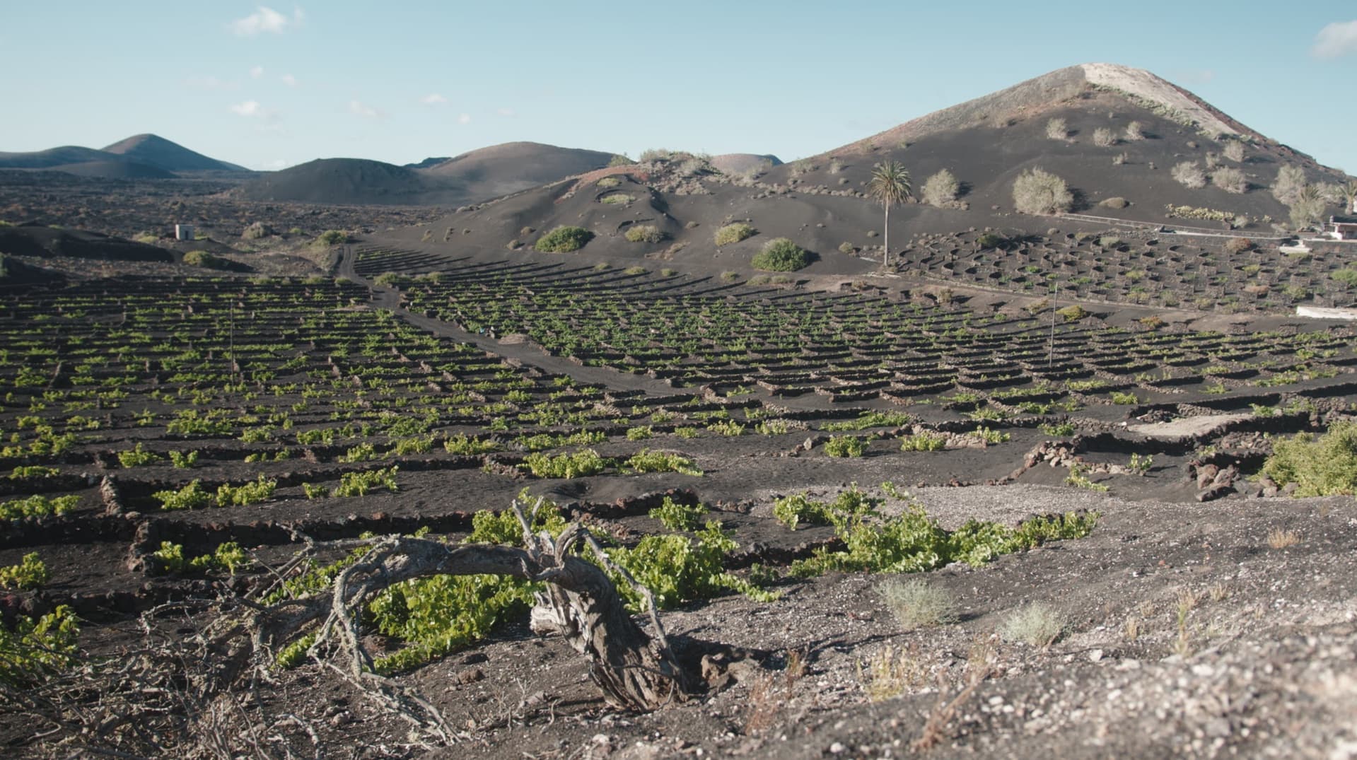Bodega Los Bermejos gallery image 20