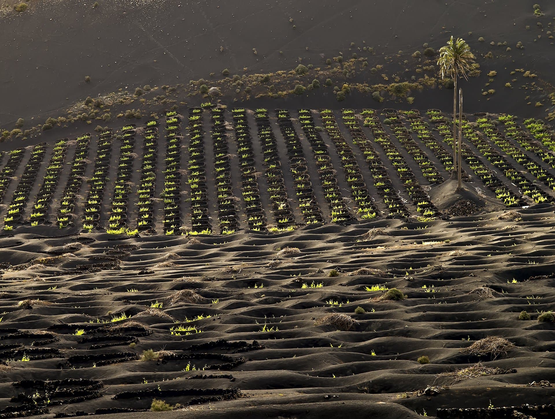Bodega Los Bermejos header