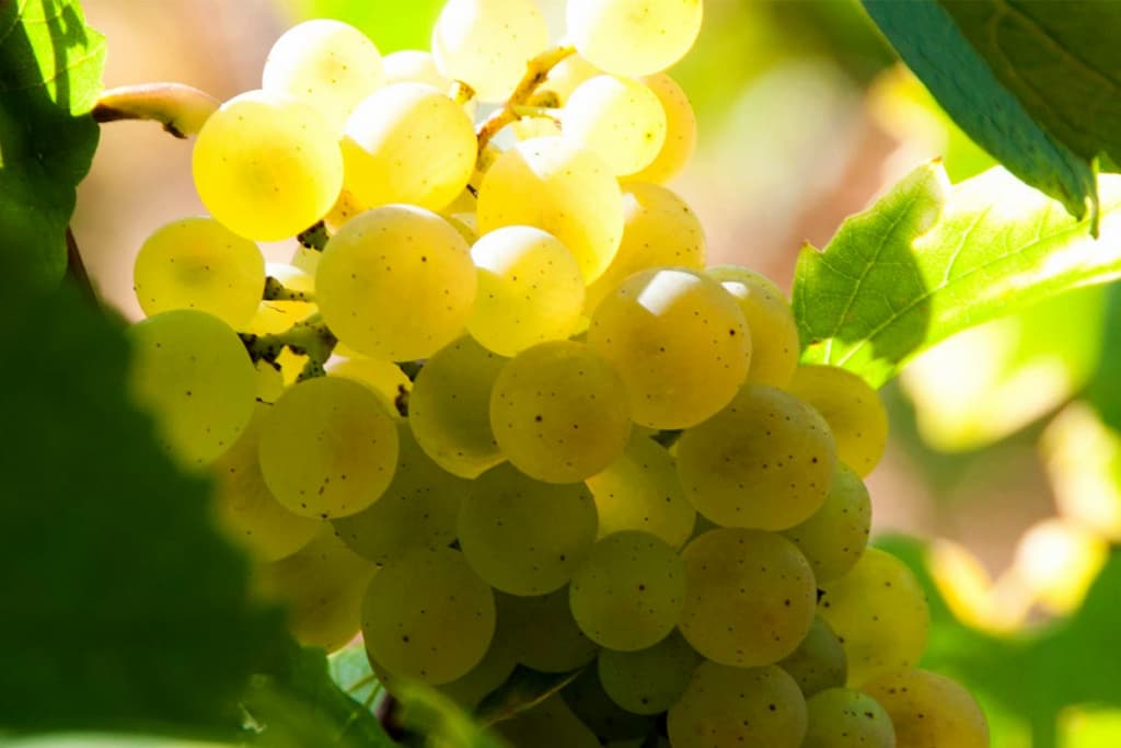 Domaine du Vieux Bourg gallery image 1