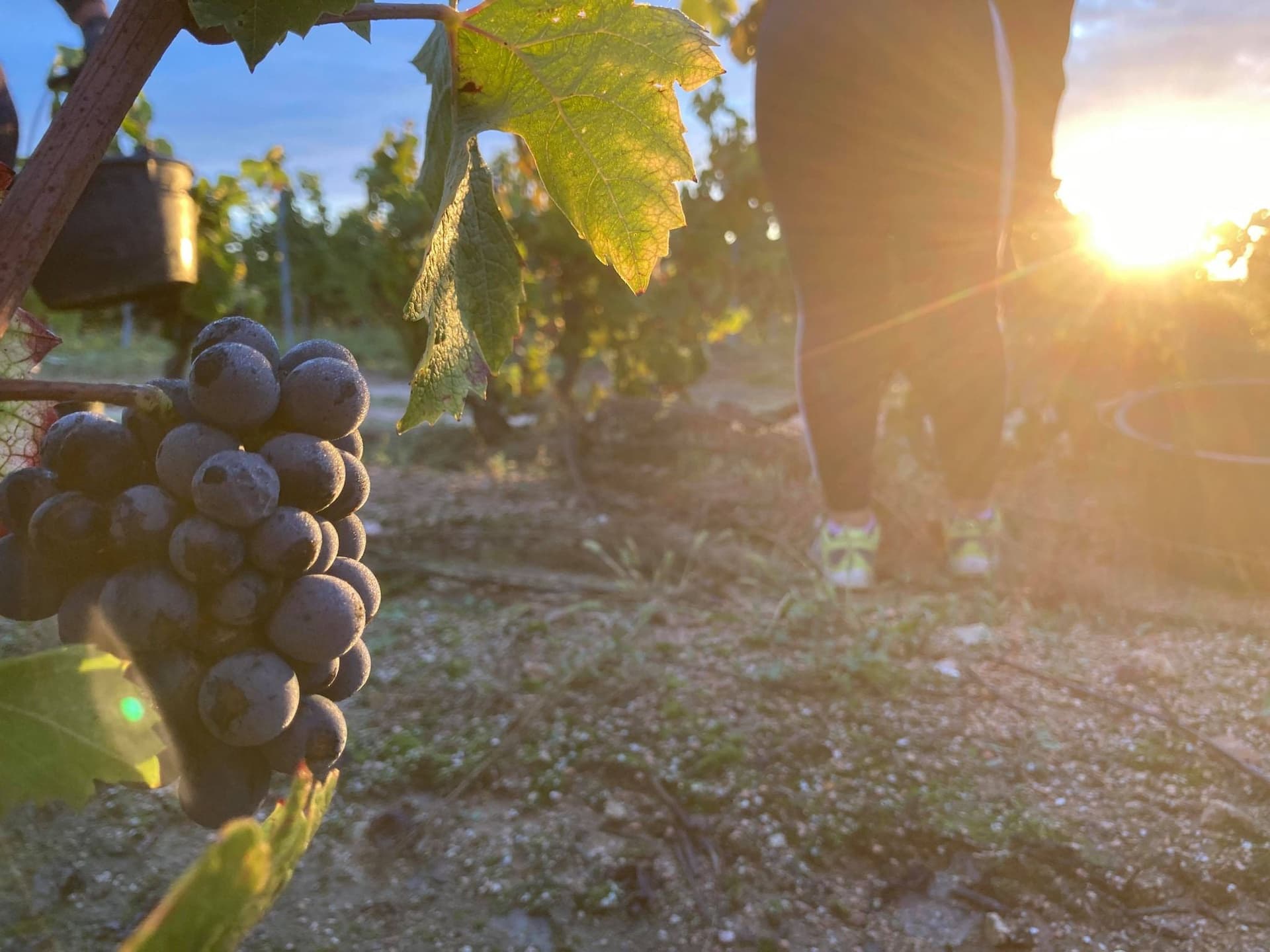 Domaine du Vieux Bourg gallery image 3