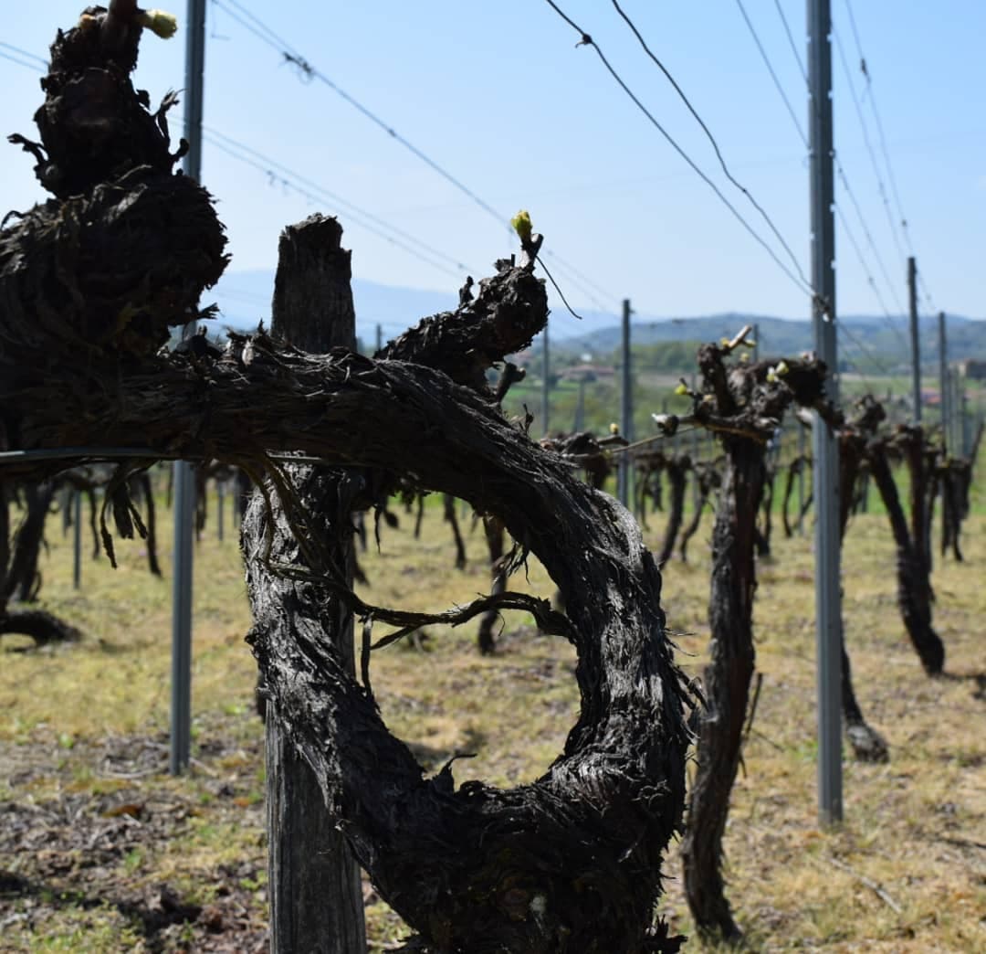 Finca Cuarta gallery image 1