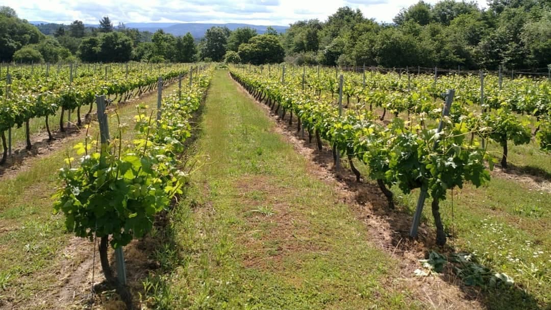 Finca Cuarta gallery image 9