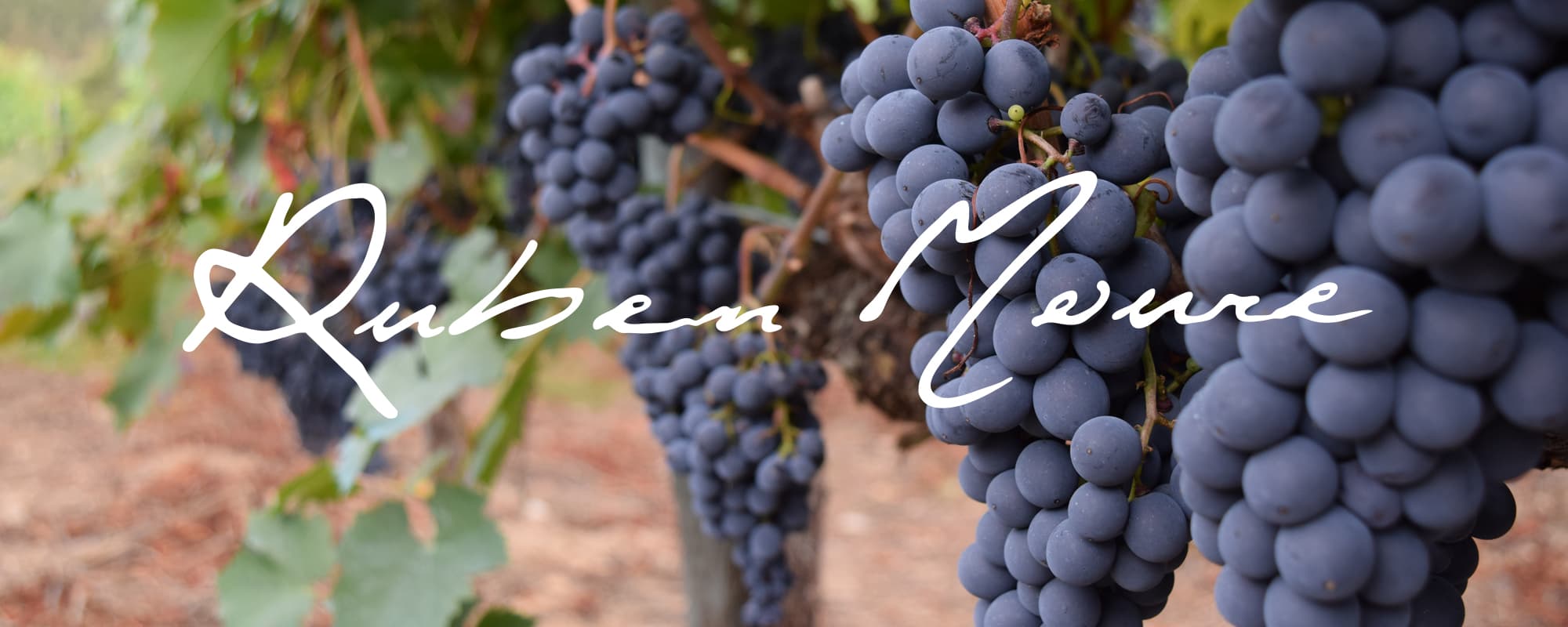 Finca Cuarta header