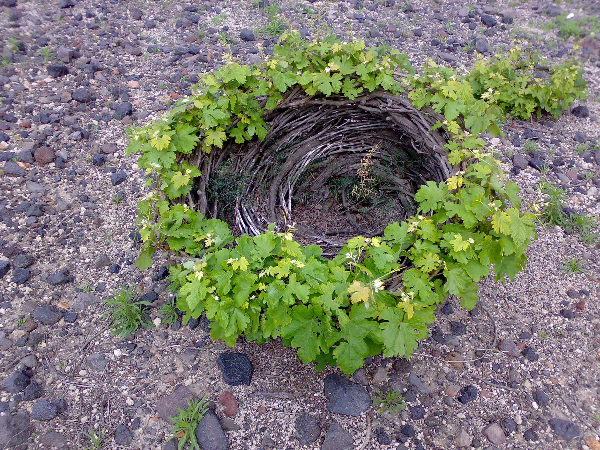 Domaine Sigalas gallery image 1