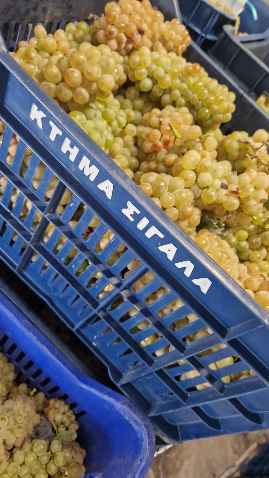 Domaine Sigalas gallery image 2