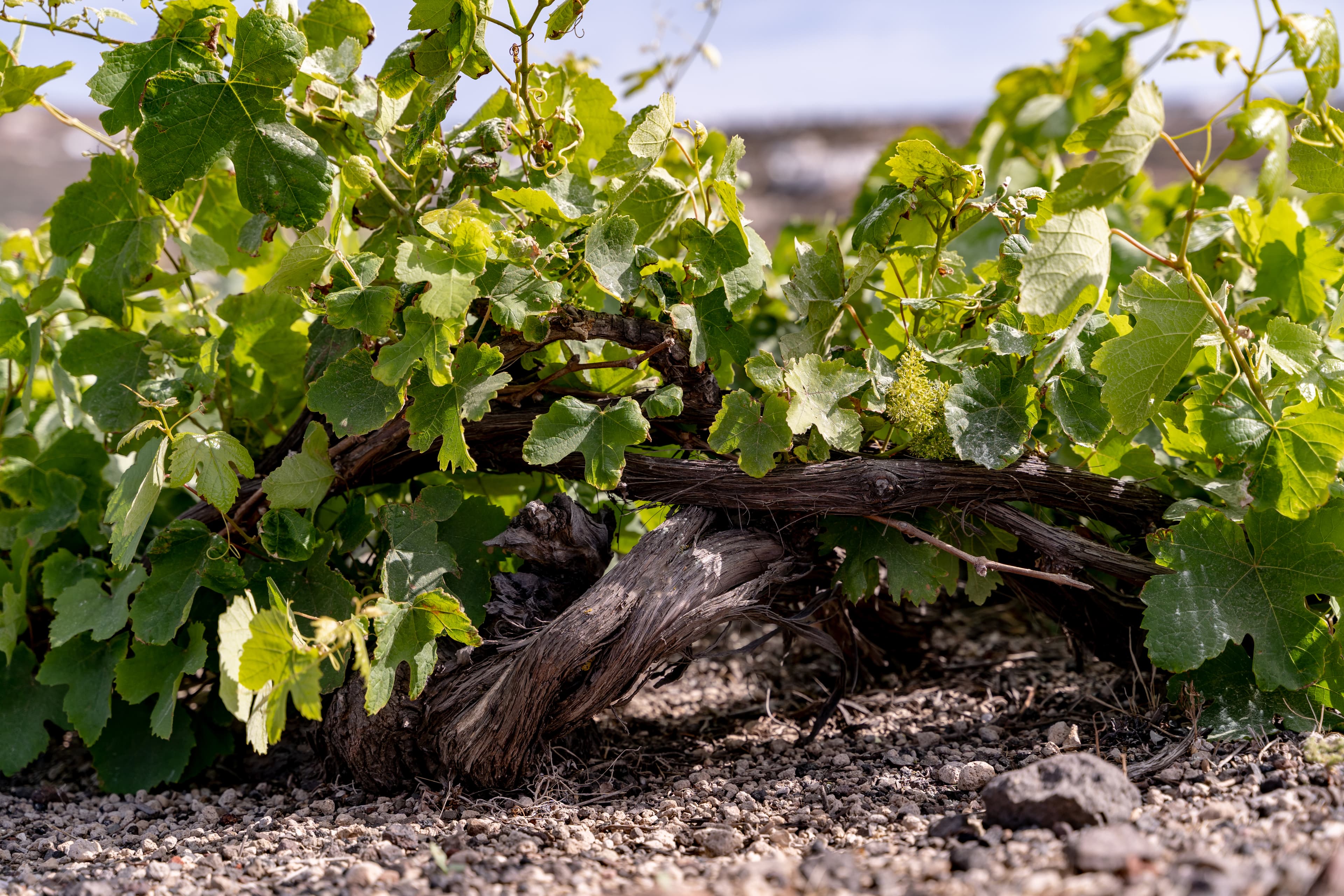 Domaine Sigalas gallery image 3