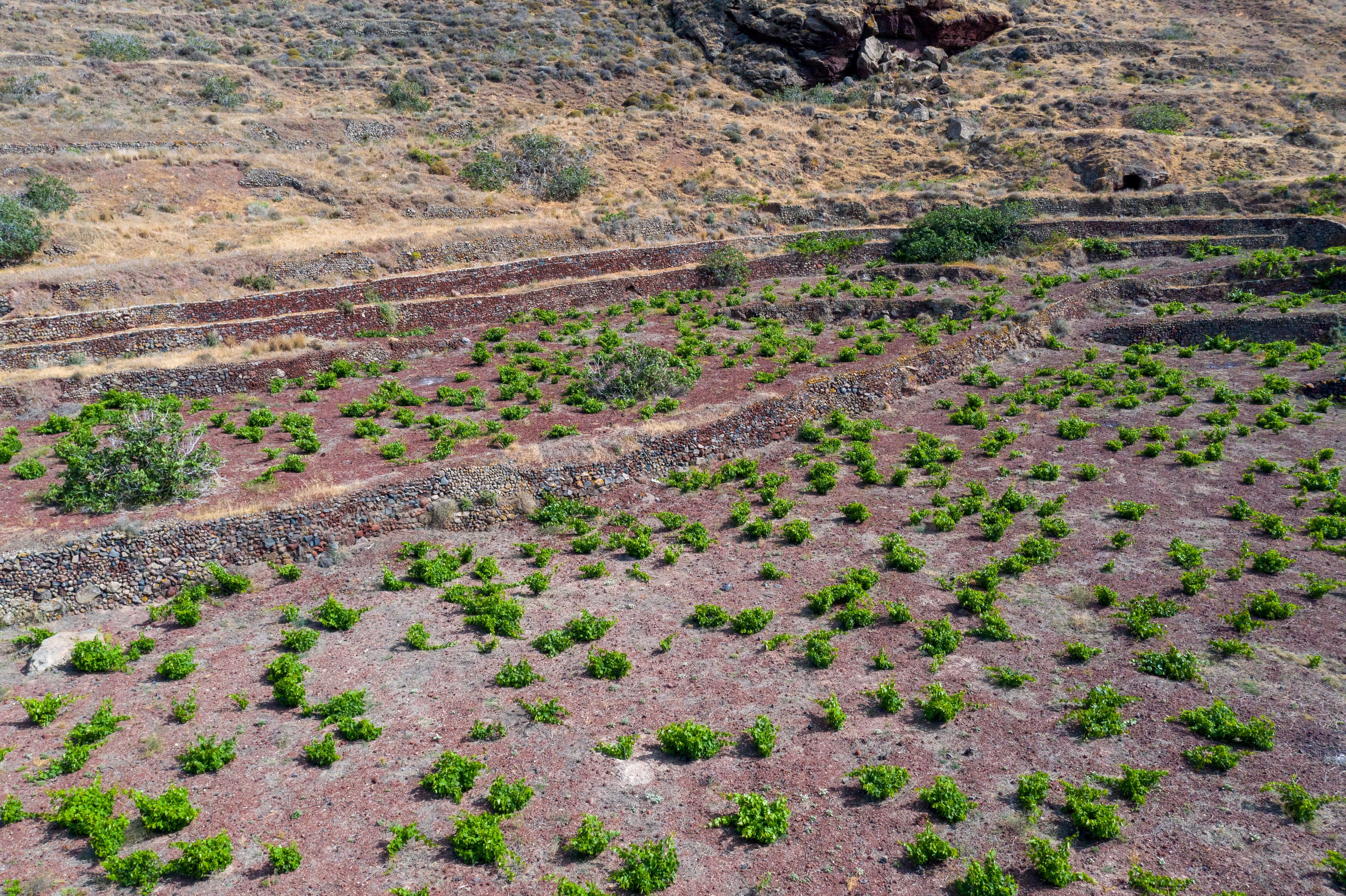 Domaine Sigalas gallery image 4