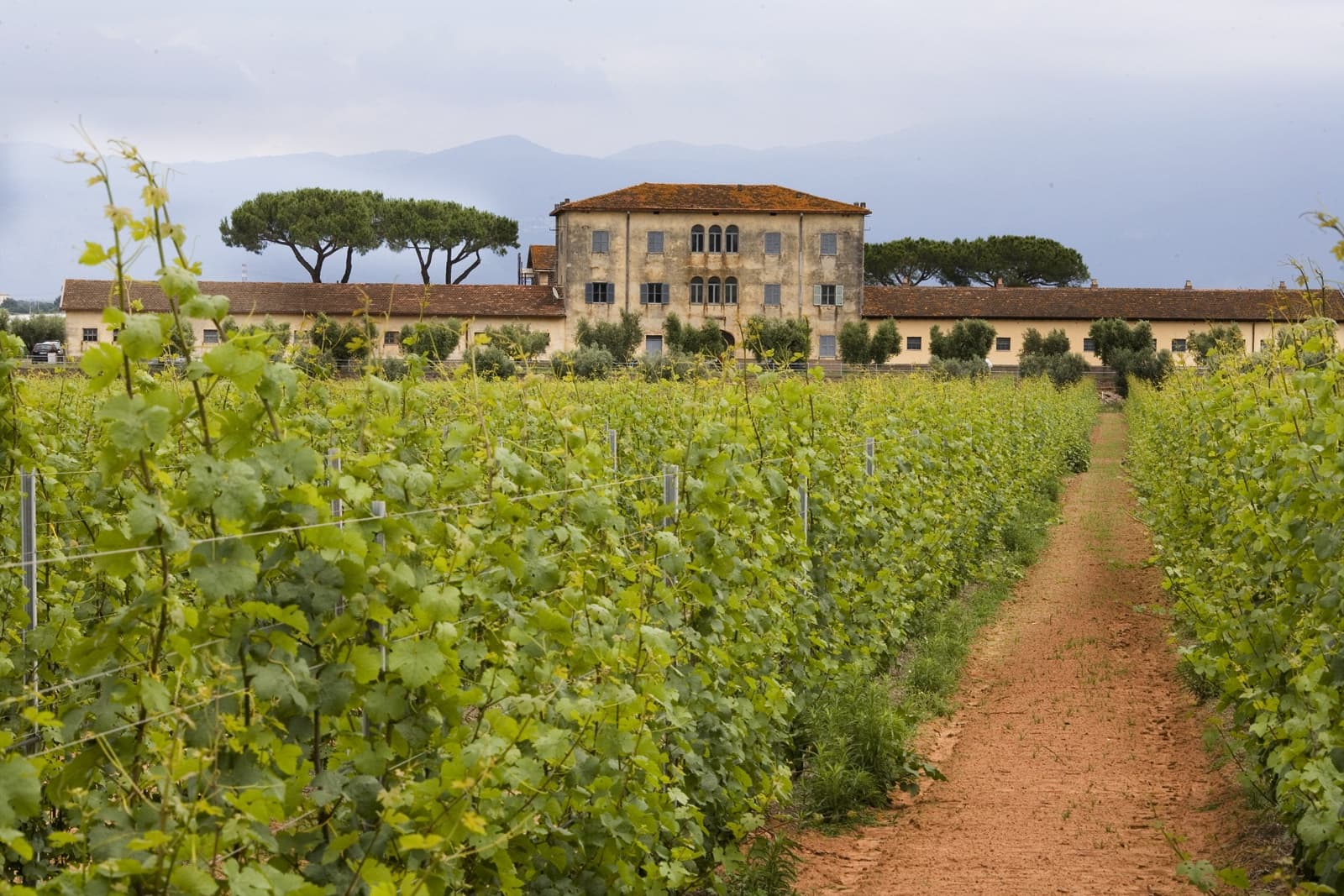 Casale del Giglio header