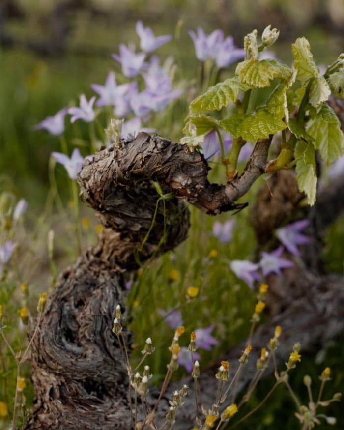 Kir-Yianni gallery image 7