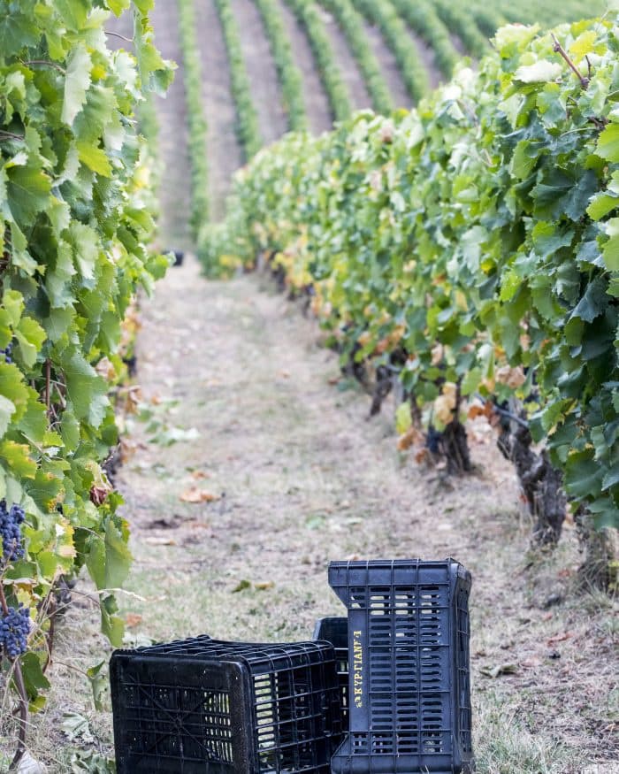 Kir-Yianni gallery image 15