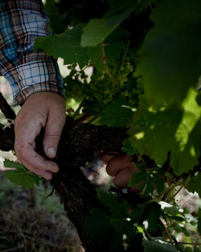 Kir-Yianni gallery image 3