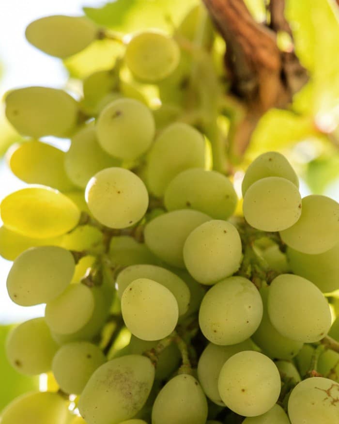 Kir-Yianni gallery image 39