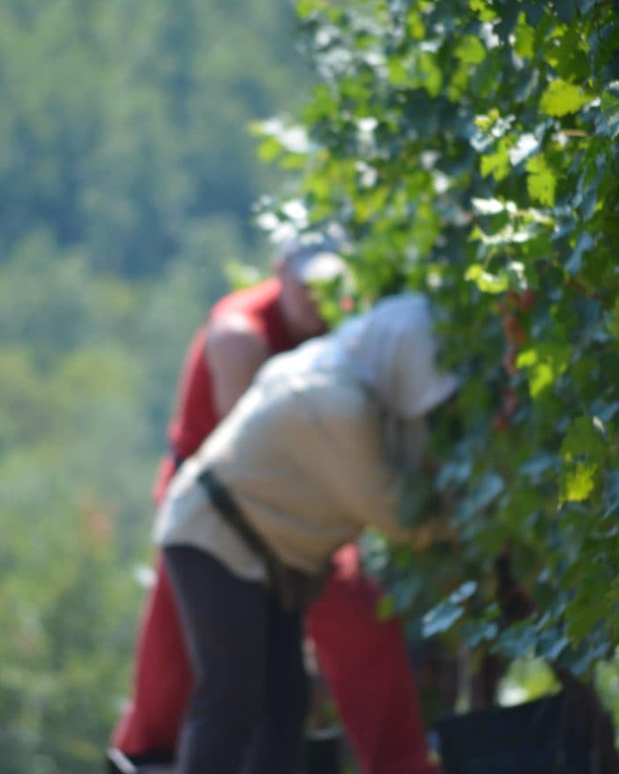 Kir-Yianni gallery image 35