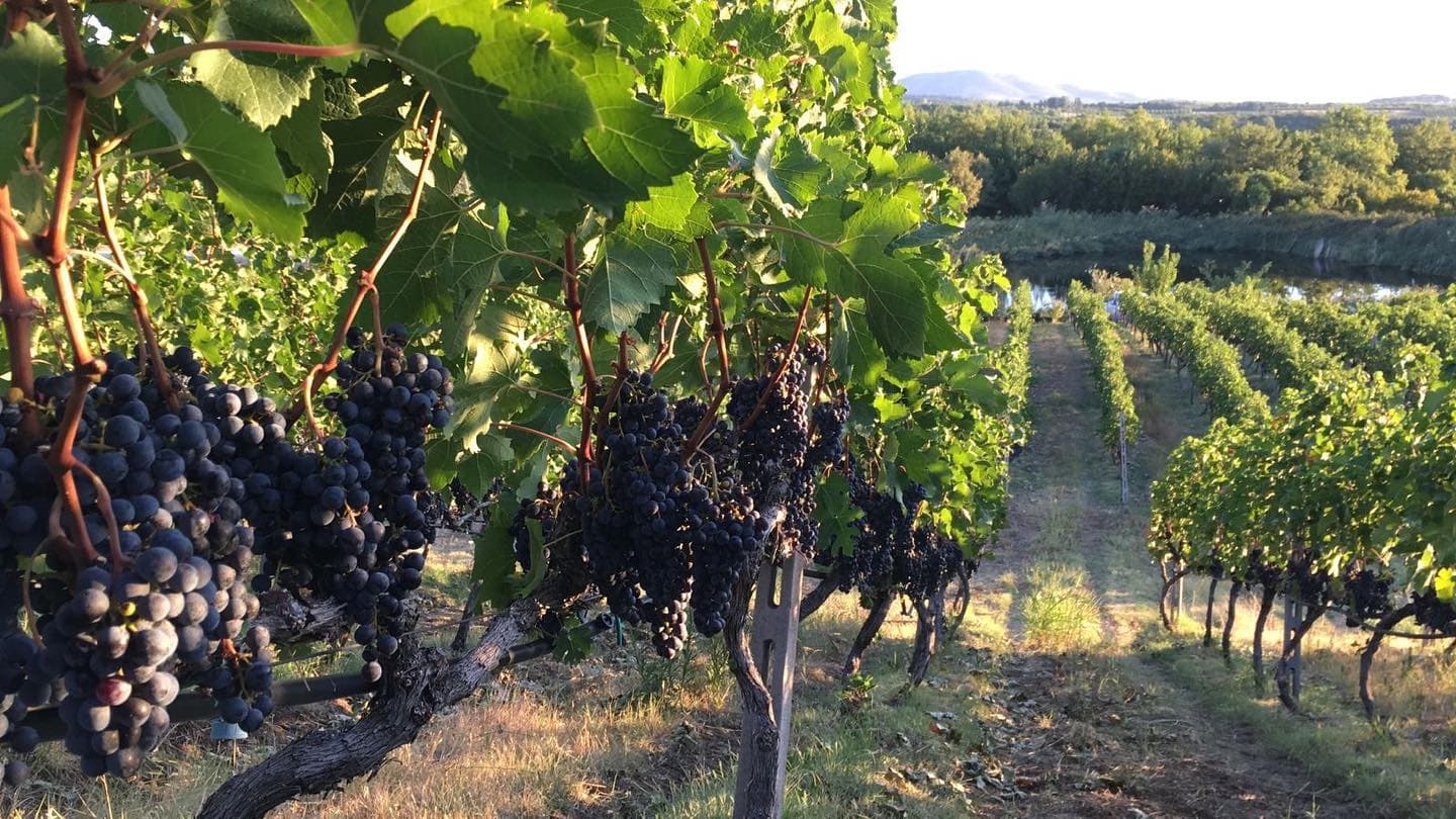 Kir-Yianni gallery image 62