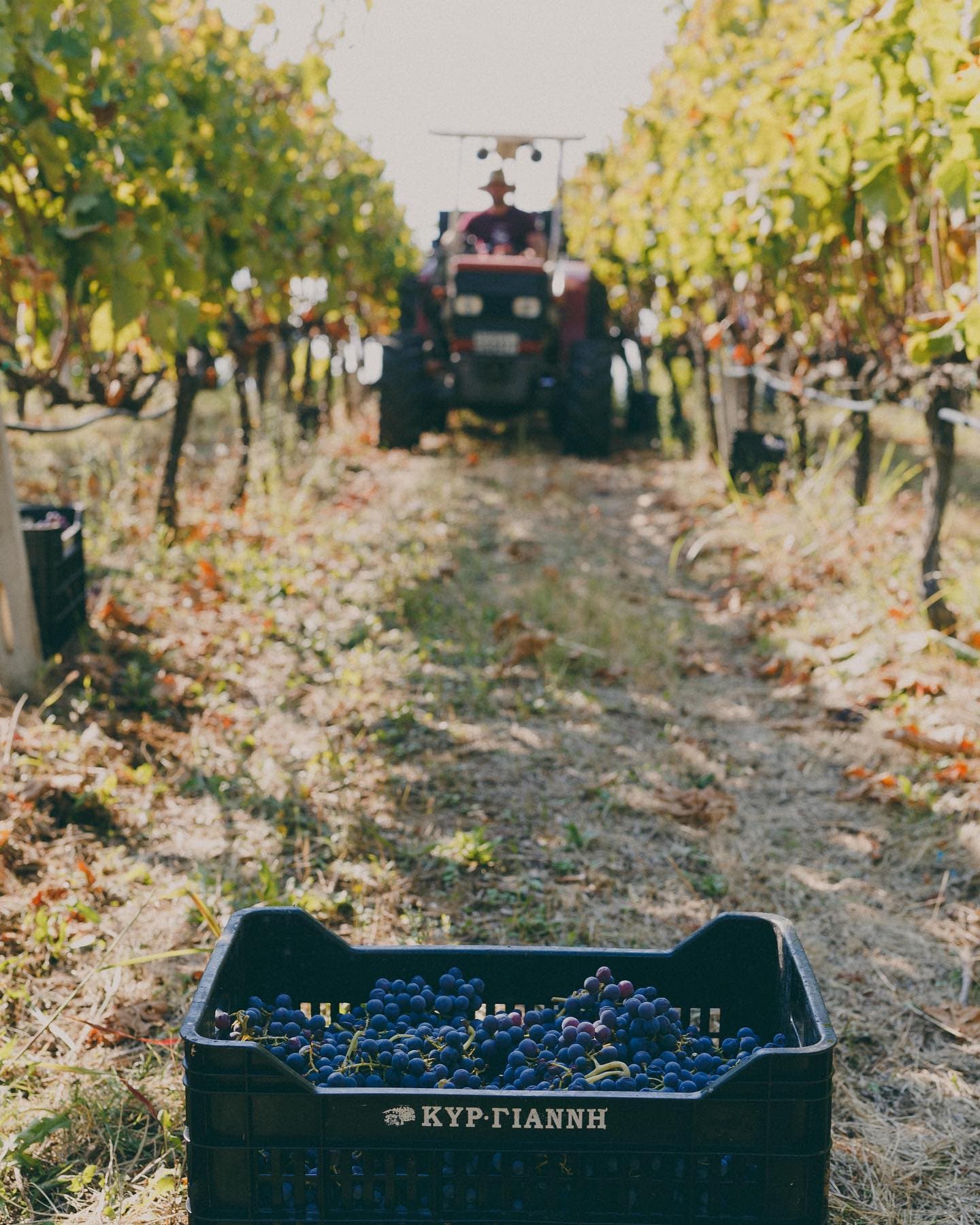 Kir-Yianni gallery image 13