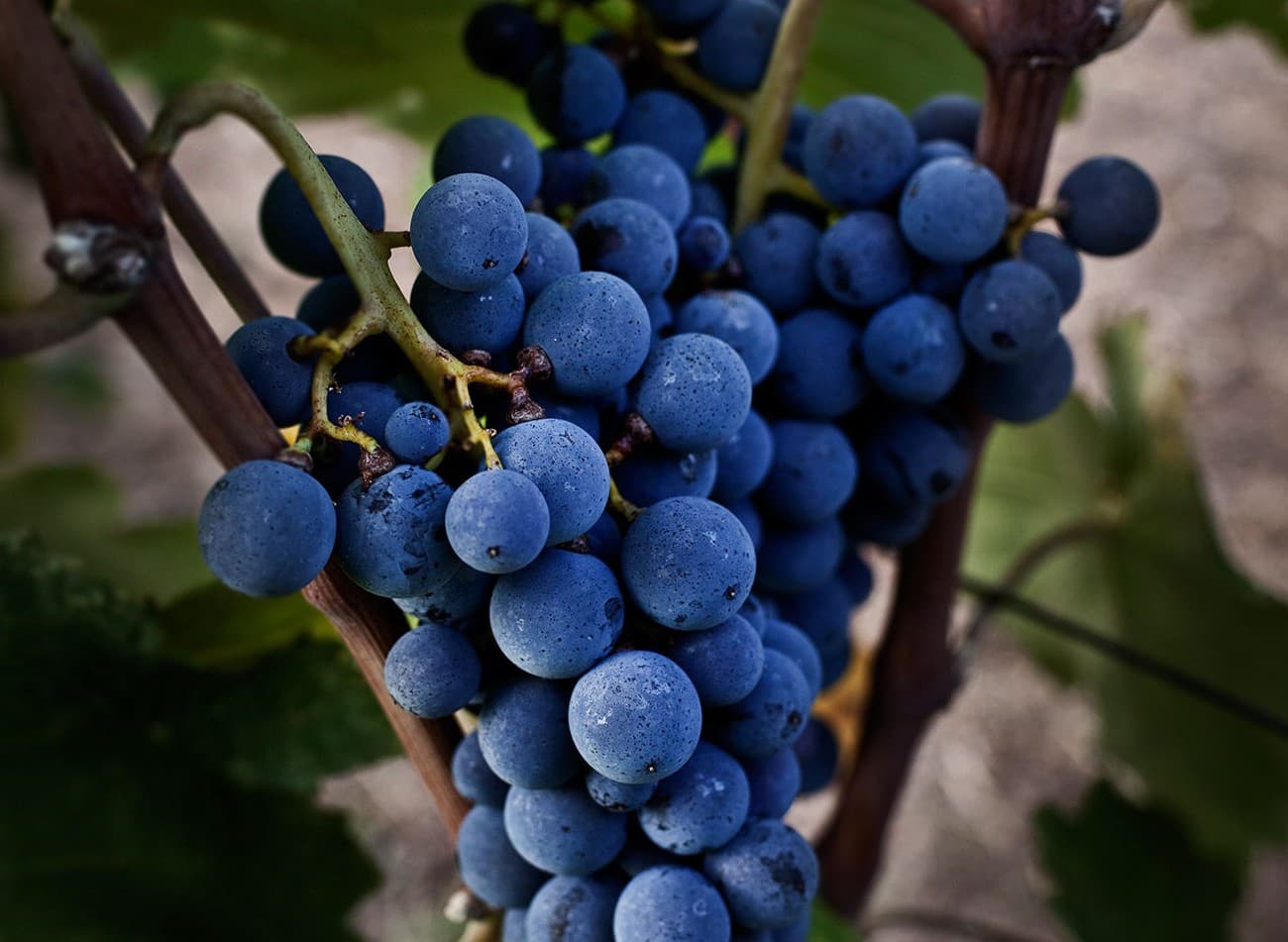 Kir-Yianni gallery image 14