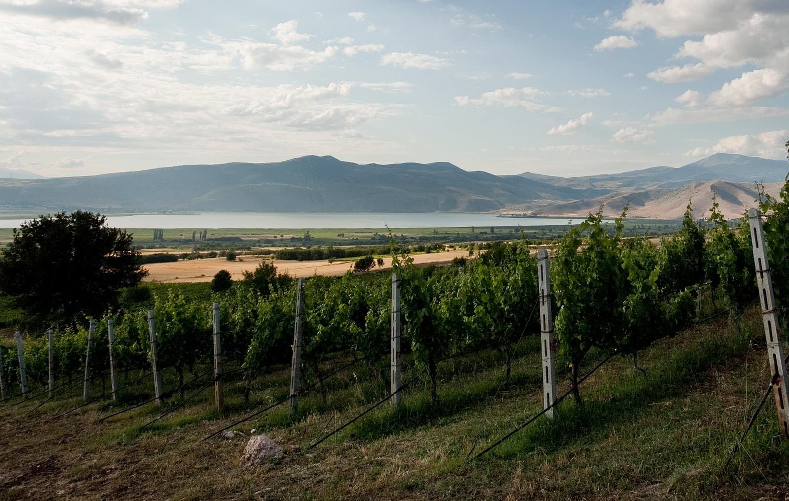 Kir-Yianni gallery image 23