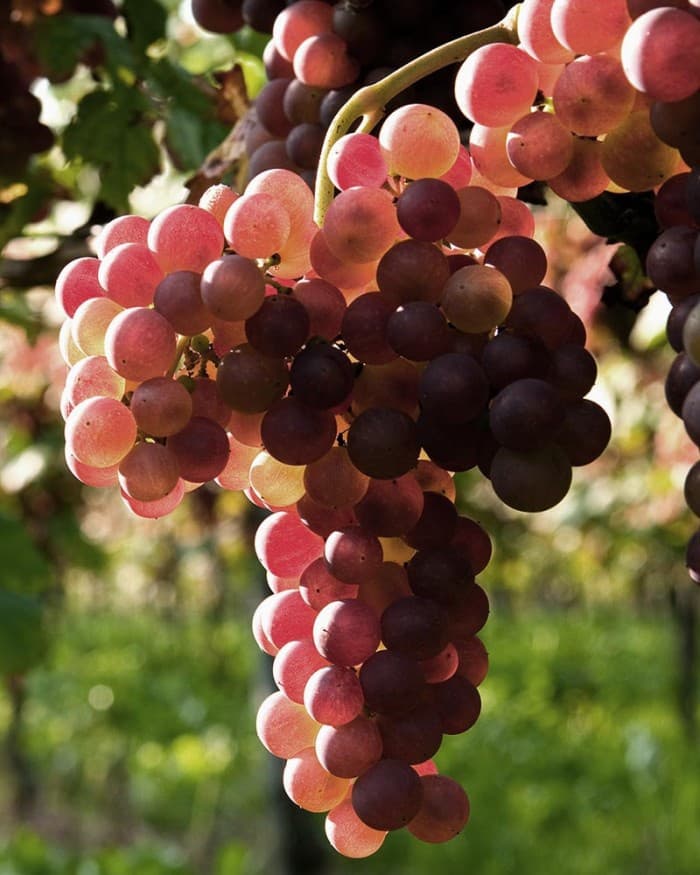 Kir-Yianni gallery image 41