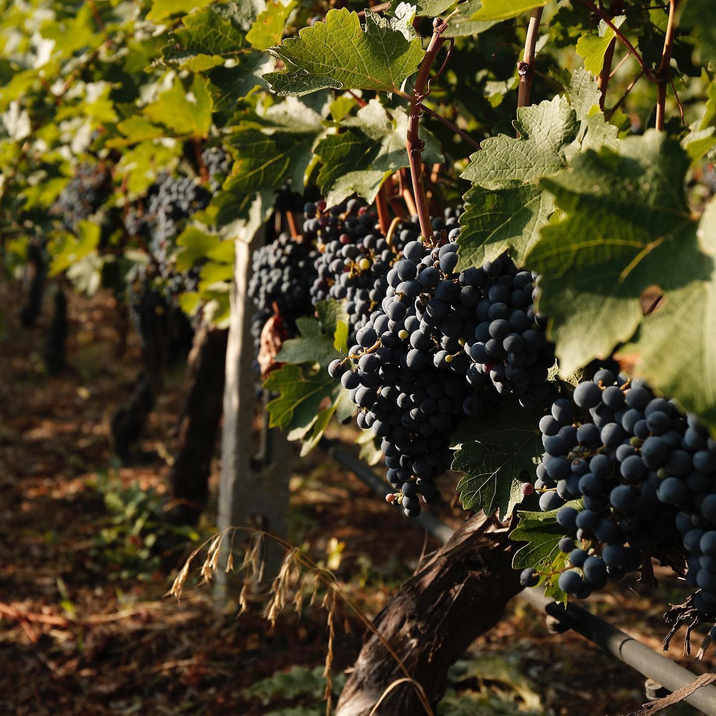 Kir-Yianni gallery image 36