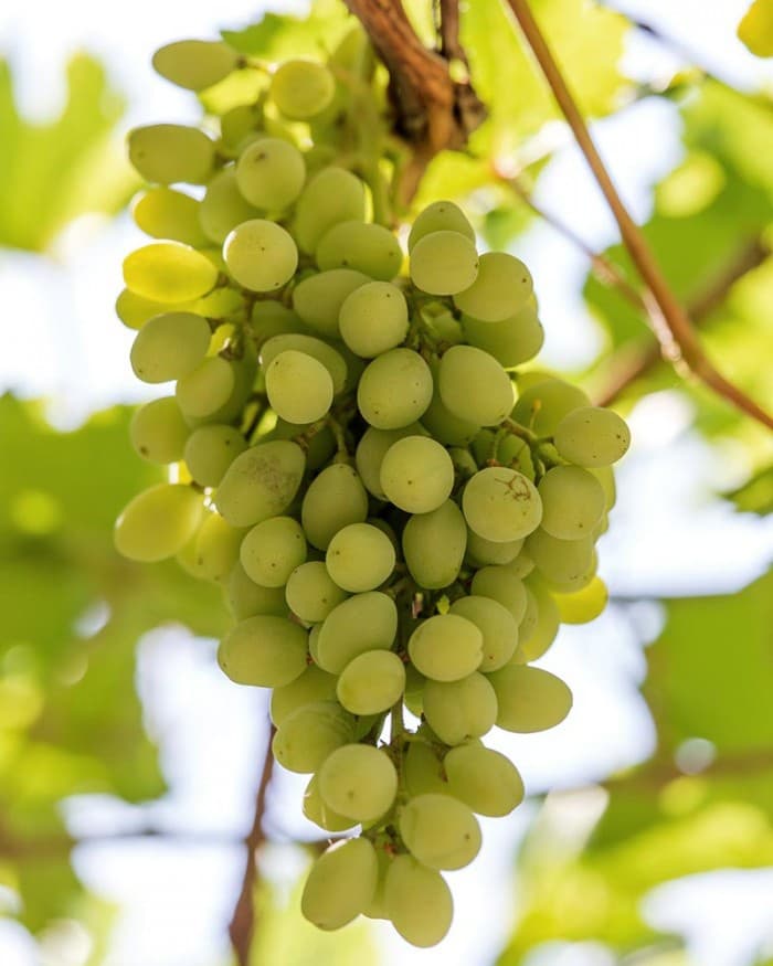 Kir-Yianni gallery image 27