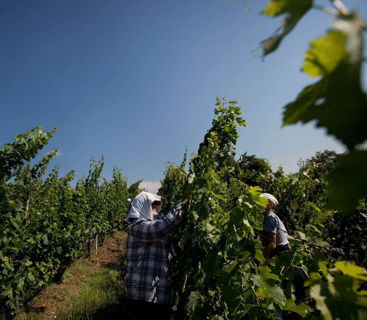 Kir-Yianni gallery image 54