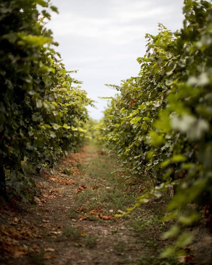 Kir-Yianni gallery image 56