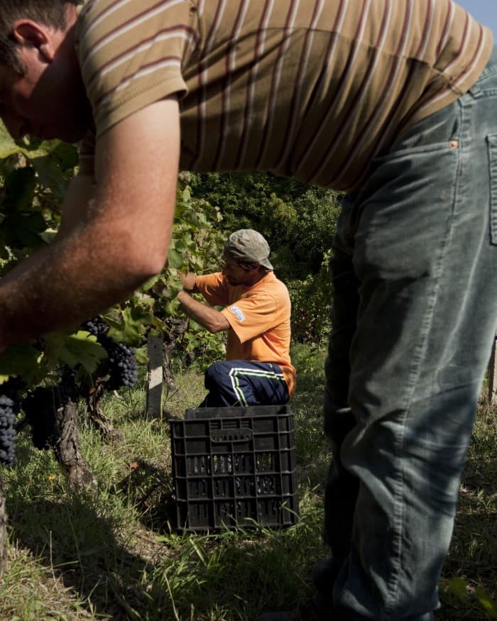 Kir-Yianni gallery image 37