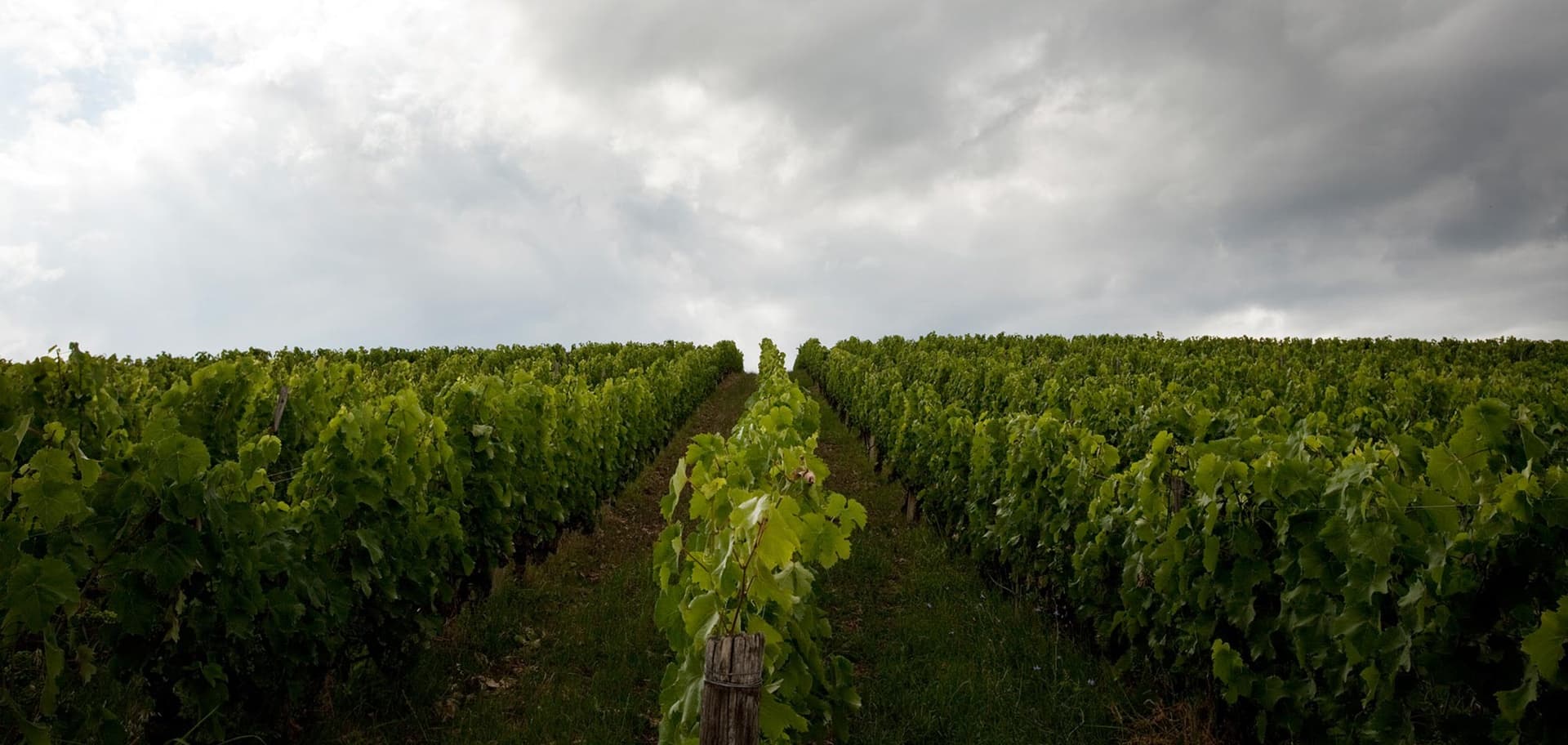 Kir-Yianni gallery image 46