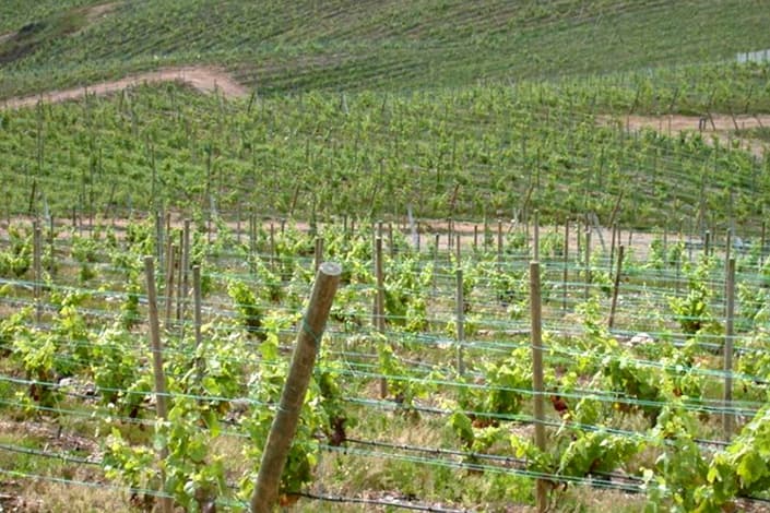 Adegas Valmiñor gallery image 1