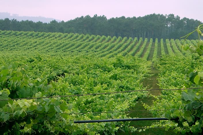 Adegas Valmiñor gallery image 2